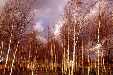 Jaka będzie pogoda na półmetku tygodnia?