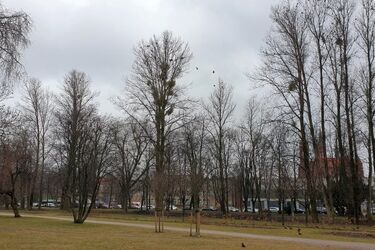 Przed nami pochmurny czwartek - ile będzie stopni?