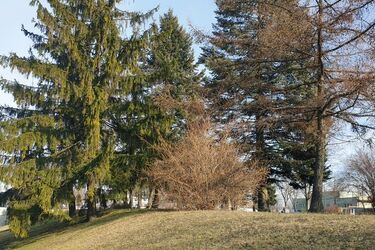 Prognoza na Dzień Kobiet - czy pogoda dopisze?