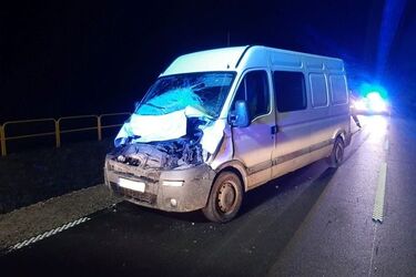Żubr zderzył się z busem nieopodal Hajnówki