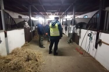 Rosyjski przewoźnik wiózł konie łamiąc szereg przepisów