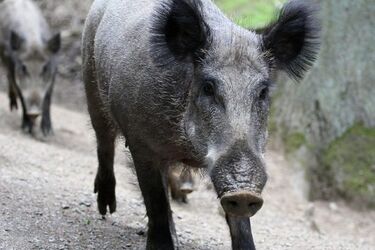 Kto odłowi dziki w Białymstoku? Miasto szuka myśliwych