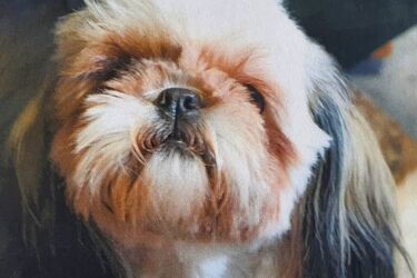 Ukradł z samochodu psa wartego 2 tys. zł