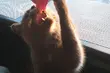 Co może zaszkodzić kotom? M.in. mleko 