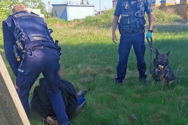 Pijany 18-latek bez prawa jazdy ukrywał się przed policją w krzakach. Wytropił go Muflon