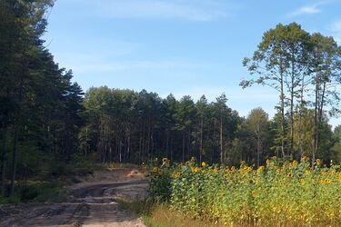 Nieruchomości od skarbówki. Co można wylicytować?