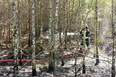 11 zastępów straży pożarnej gasiło pożar lasu