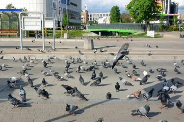 Środa z przelotnym deszczem. Ile będzie stopni?