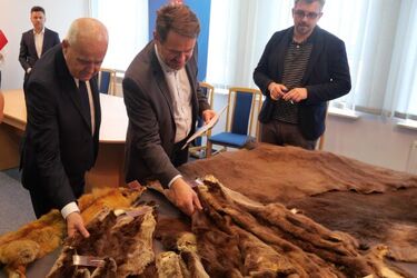 Naukowcy z Białowieży dostali od KAS cenne eksponaty zarekwirowane kłusownikom