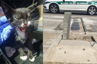 Kot utknął w kanale deszczowym. By go uratować, zdemontowano chodnik