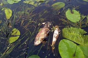 W Biebrzy jest pół tysiąca martwych ryb. To efekt przyduchy