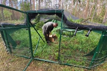20 piskląt głuszca trafiło do Puszczy Augustowskiej