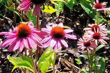 Początek nowego tygodnia przyniesie sporo słońca