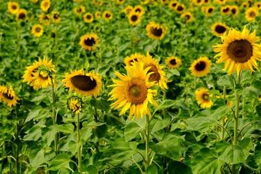 W Białymstoku jest coraz więcej łąk kwietnych