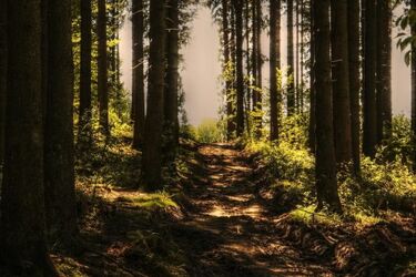 Powstanie kilkadziesiąt mikrorezererwatów i wiecznych lasów 