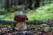 Bezpieczne grzybobranie - o jakich zasadach trzeba pamiętać?