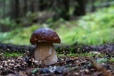 Bezpieczne grzybobranie - o jakich zasadach trzeba pamiętać?