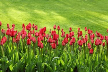Tulipany Mocy naprawdę miały moc! 