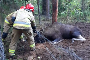 Łoś zaplątał się w siatce leśnej