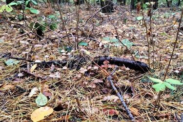 Nie jesteś pewien czy grzyb jest jadalny? Oceni to sanepid