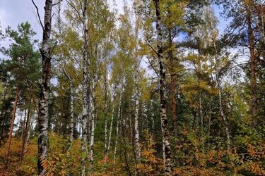 Pierwszy weekend listopada zapowiada się na deszczowy