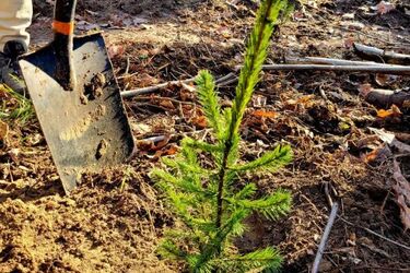 W rejonie Białegostoku zasadzono młode świerki
