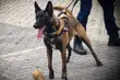 Gucio i Niko doprowadzili policję do włamywacza