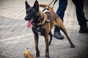 Gucio i Niko doprowadzili policję do włamywacza