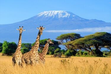 Wakacje marzeń? Kenia - Prawdziwa Afryka!