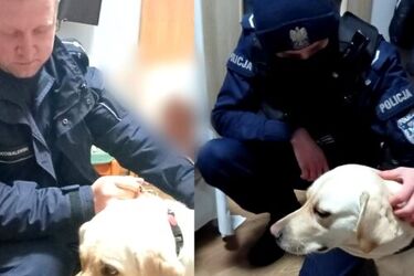 Pies przewodnik spłoszył się i uciekł niewidomej kobiecie