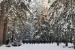 Trwa zimowe dokarmianie żubrów