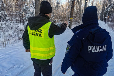 Niemal 400 policjantów sprawdzało legalność sprzedawanych choinek