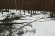 Leśnicy przygotowują drzewa zgryzowe. Po co to robią?