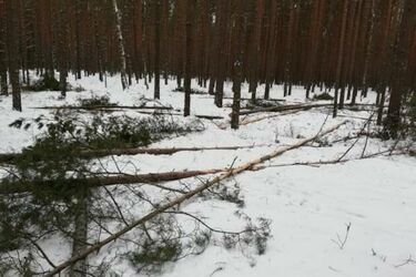 Leśnicy przygotowują drzewa zgryzowe. Po co to robią?