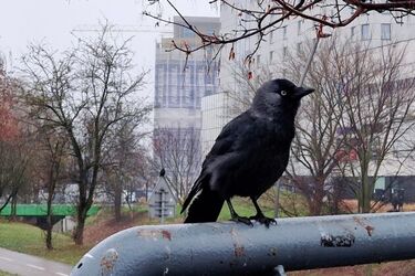 W Białymstoku coraz cieplej - termometry wskażą nawet 8°C