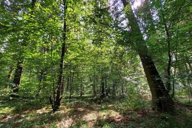 "W Puszczy u Króla". Można zapisywać się na spacer po Puszczy Knyszyńskiej