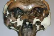 Uniwersyteckie Centrum Przyrodnicze UwB ma nowe eksponaty, w tym repliki czaszek hominidów