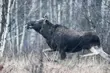 Biebrzański Park Narodowy szuka wolontariuszy do inwentaryzacji zwierząt