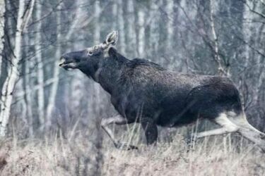 Biebrzański Park Narodowy szuka wolontariuszy do inwentaryzacji zwierząt
