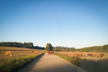 Mieszkańcy zgłosili wałęsające się bezpańskie psy. Okazało się, że to byki