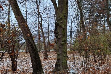 W Białymstoku popada lekki śnieg