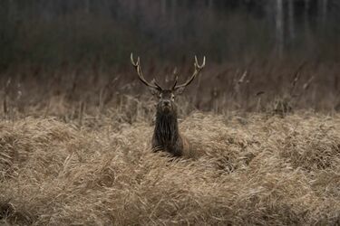 Dzikie piękno. Podlaska przyroda na fotografiach