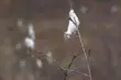 Zobaczysz biały puch na gałązkach podczas spaceru po lesie? Nie ruszaj go!