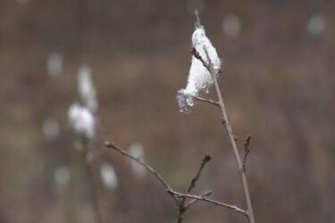 Zobaczysz biały puch na gałązkach podczas spaceru po lesie? Nie ruszaj go!