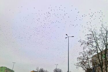 Coraz zimniej. W nocy będzie przymrozek do -5°C