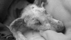 Pies, którego zrzucono z 2. piętra nie żyje