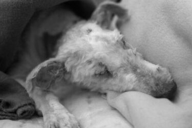 Pies, którego zrzucono z 2. piętra nie żyje