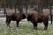 Dwa młode żubry pojawiły się w Akcent ZOO