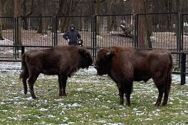Dwa młode żubry pojawiły się w Akcent ZOO