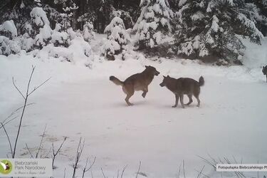 Wilcza rodzina po raz pierwszy złapana w fotopułapce [WIDEO]